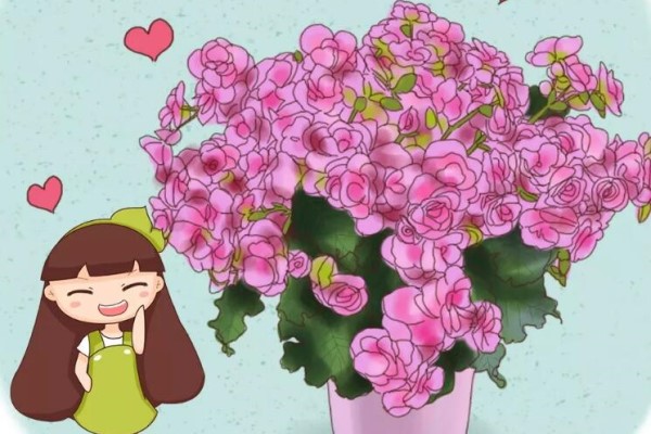 7种转运花,家里赶紧养一盆,开花就是好兆头 7种转运花,家里赶紧养一盆,开花就是好兆头