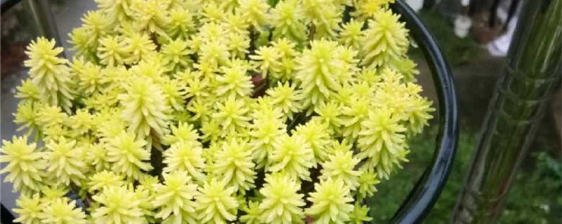 黄金万年草黄叶的原因和处理办法 黄金万年草黄叶的原因和处理办法