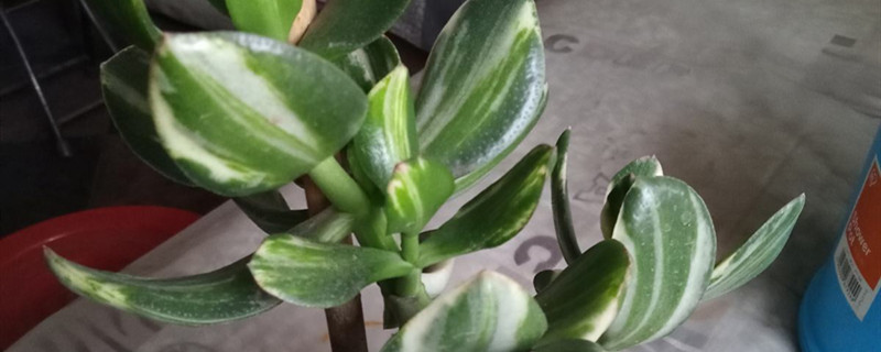 花月锦黄叶的原因和处理办法 花月锦黄叶的原因和处理办法