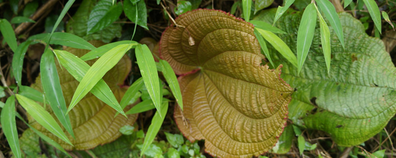 虎颜花黄叶的原因和处理办法 虎颜花黄叶的原因和处理办法