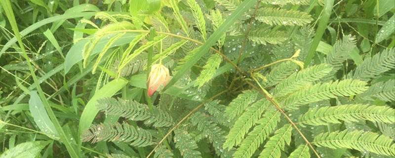 合欢花黄叶的原因和处理办法 合欢花黄叶的原因和处理办法