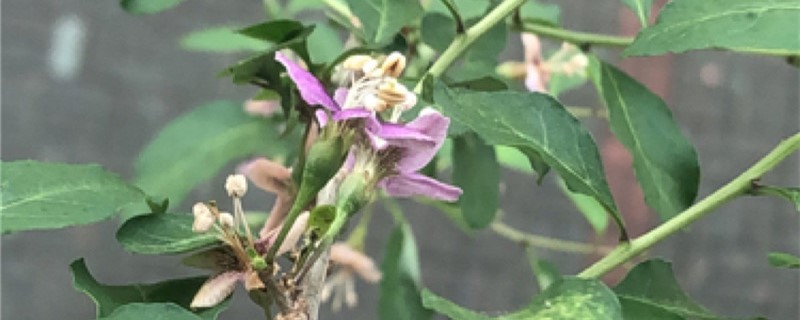 枸杞黄叶的原因和处理办法 枸杞黄叶的原因和处理办法