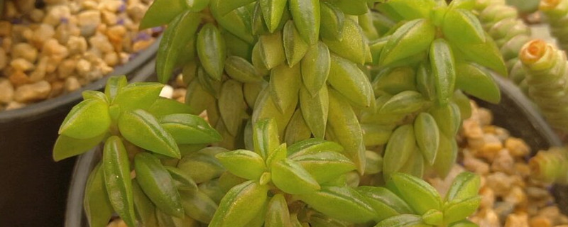 斧叶椒草黄叶的原因和处理办法 斧叶椒草黄叶的原因和处理办法