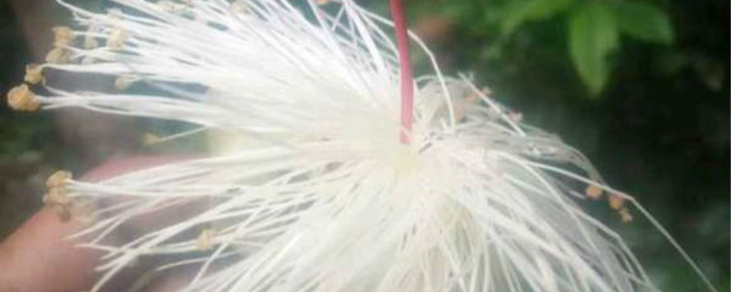 椭叶木棉开花怎么办 椭叶木棉开花怎么办
