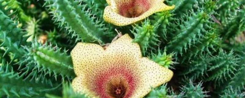 丽钟角开花会死吗 丽钟角开花会死吗