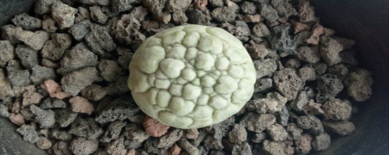 拟蹄玉烂根怎么办 拟蹄玉烂根怎么办
