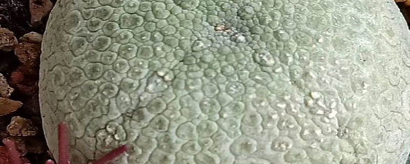 拟蹄玉浇水要浇透吗 拟蹄玉浇水要浇透吗
