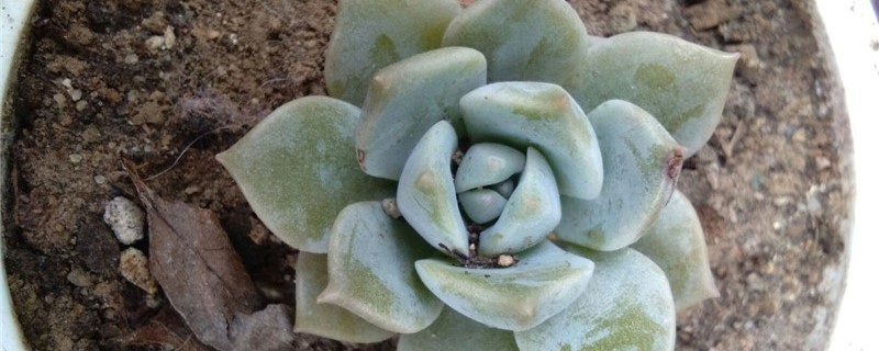 白牡丹黄叶的原因和处理办法 白牡丹黄叶的原因和处理办法