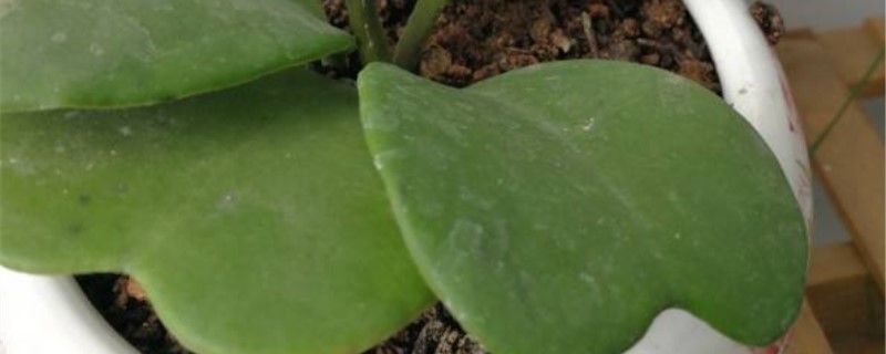 心叶球兰播种方法 心叶球兰播种方法