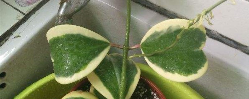 心叶球兰锦有几种 心叶球兰锦有几种