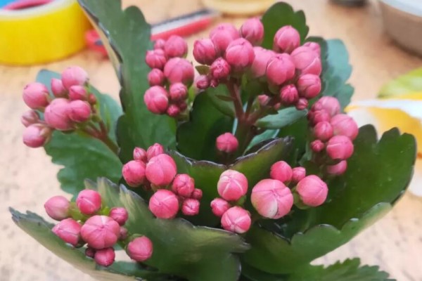 养这3种花,盆越小、开花越多,放大盆里容易死! 养这3种花,盆越小、开花越多,放大盆里容易死!