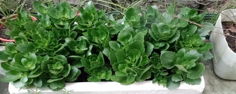 长寿花穴盘苗种植养护技巧