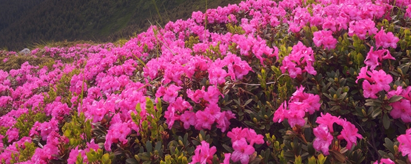 杜鹃盆栽种植养护技巧 杜鹃盆栽种植养护技巧