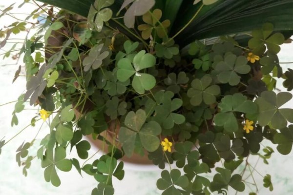 花盆里长了这个,赶紧换盆,否则花立马死翘翘! 花盆里长了这个,赶紧换盆,否则花立马死翘翘!