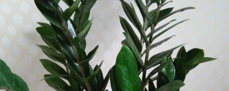 摇钱树有没有花和果实 摇钱树有没有花和果实