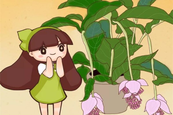 今年最时髦的花,摆在客厅有面子,谁见了都夸! 今年最时髦的花,摆在客厅有面子,谁见了都夸!
