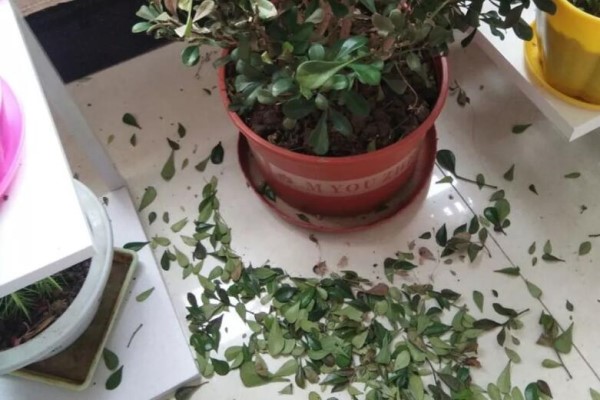 立冬了,这花要赶紧搬屋里,晚了会掉光叶子! 立冬了,这花要赶紧搬屋里,晚了会掉光叶子!