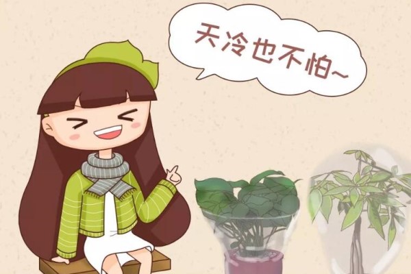 11月养花,这4点没注意,养啥花都是死! 11月养花,这4点没注意,养啥花都是死!