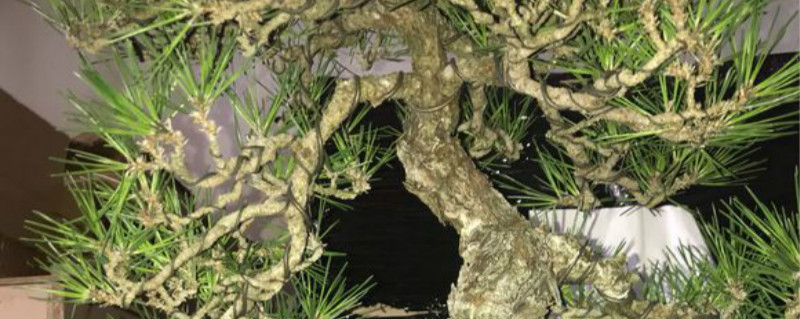 屋东南方能盆栽松树吗 屋东南方能盆栽松树吗