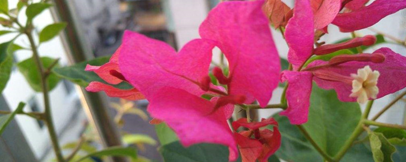 南方三角梅几月开花 南方三角梅几月开花