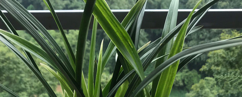 南方夏天兰花怎么养 南方夏天兰花怎么养