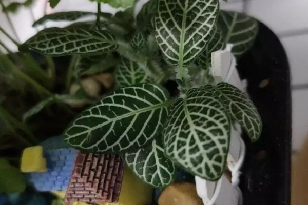 这花真好养,叶子沾点水,7天爆满一大缸! 这花真好养,叶子沾点水,7天爆满一大缸!