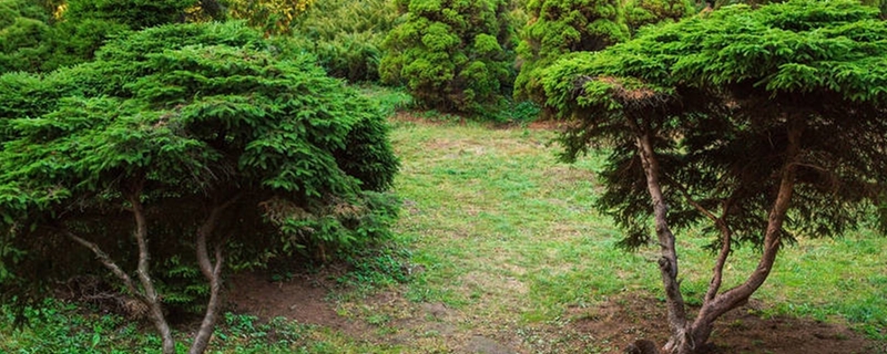 南方红豆杉盆景移植技术 南方红豆杉盆景移植技术