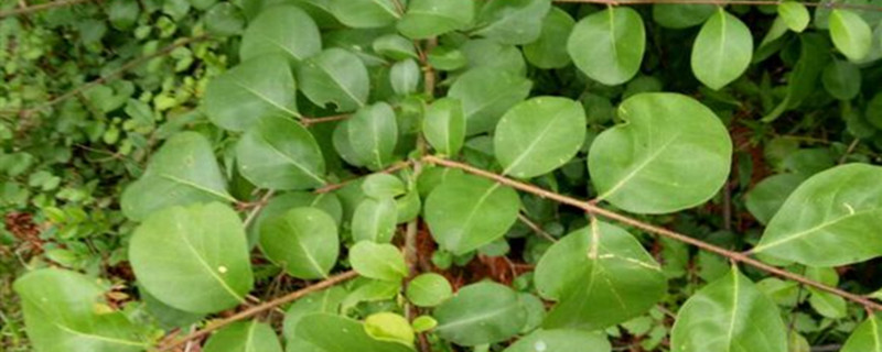 适合北方种植的绿化树 适合北方种植的绿化树