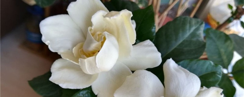 松果垫花盆底养花好么 松果垫花盆底养花好么
