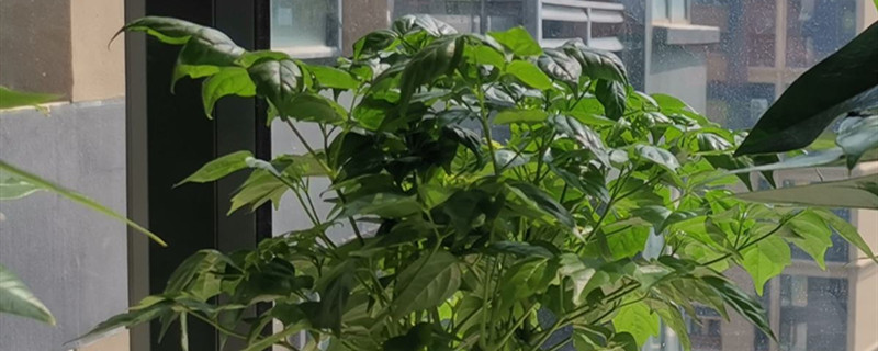 仓鼠用的木屑能养花吗 仓鼠用的木屑能养花吗