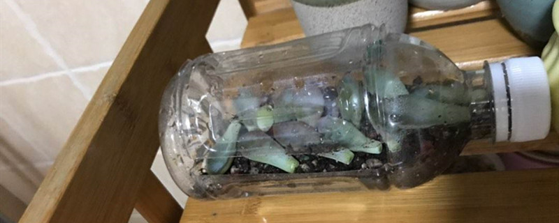 怎样用矿泉水瓶子养花 怎样用矿泉水瓶子养花