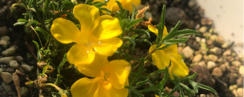 阳台养花草怎么防蚊虫 阳台养花草怎么防蚊虫