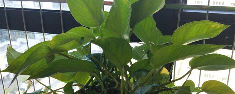 花瓶养花为什么水会臭