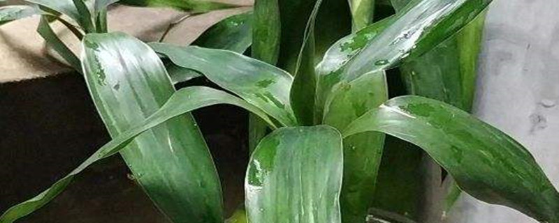 怎样养花才能延长花期且开的好 怎样养花才能延长花期且开的好