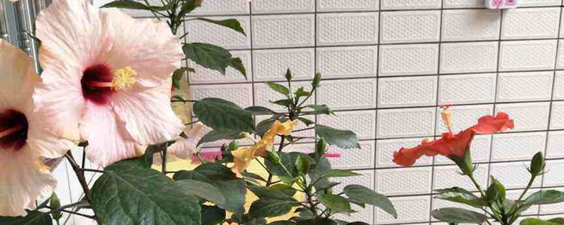 花生壳怎样发酵养花 花生壳怎样发酵养花