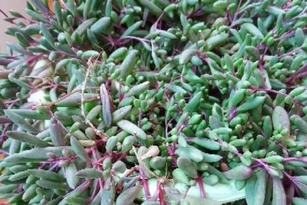 这花堪比生物入侵,沾土就活,1个月长半米,真疯狂! 这花堪比生物入侵,沾土就活,1个月长半米,真疯狂!