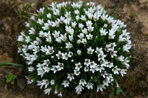 15种小众花,比长寿月季都好看,你能叫出名字吗? 15种小众花,比长寿月季都好看,你能叫出名字吗?