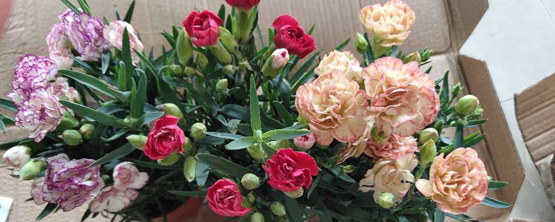 康乃馨有花粉和花香吗? 康乃馨有花粉和花香吗?