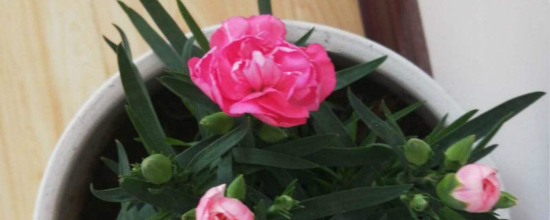 康乃馨种子什么时候种可以开花 康乃馨种子什么时候种可以开花