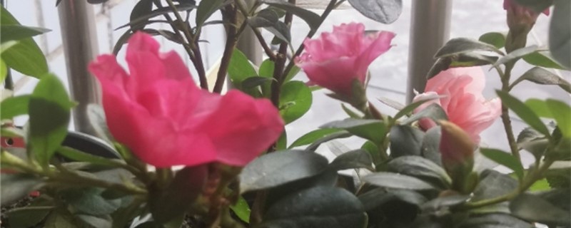 西玛杜鹃花怎么养家庭养法 西玛杜鹃花怎么养家庭养法