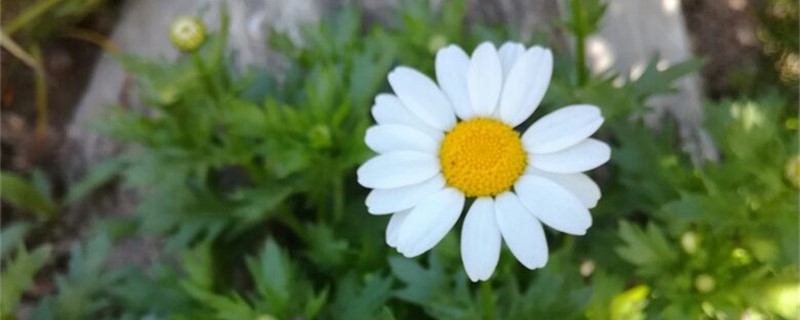 阳台如何养白晶菊 阳台如何养白晶菊