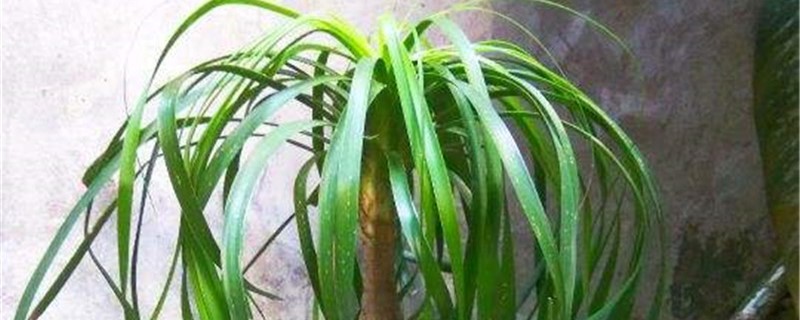 阳台如何养酒瓶兰