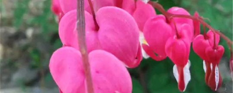阳台如何养荷包牡丹 阳台如何养荷包牡丹