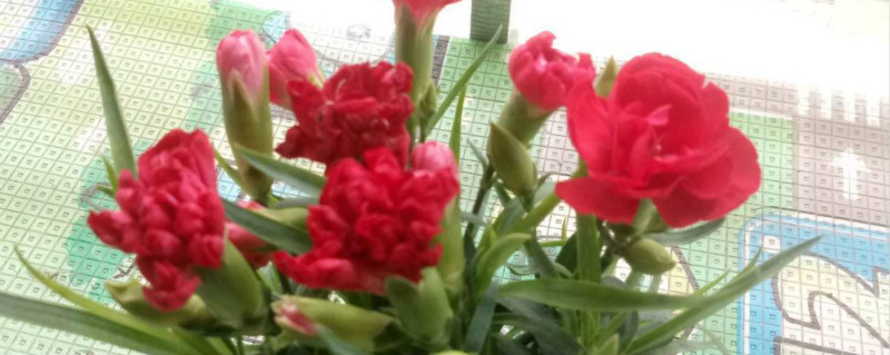 红色的康乃馨的花语是什么 红色的康乃馨的花语是什么