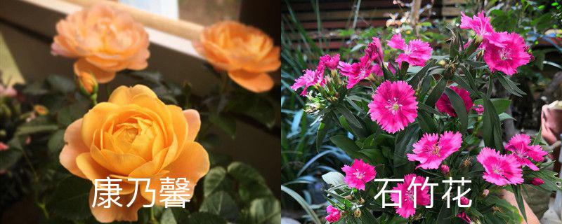 石竹花和康乃馨有什么区别 石竹花和康乃馨有什么区别