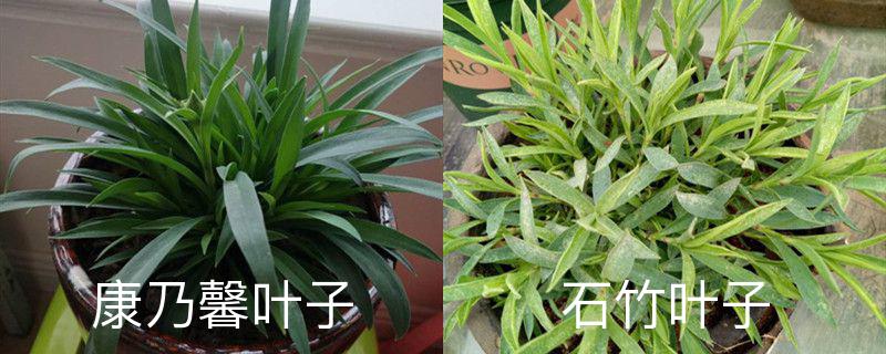 康乃馨与石竹花的叶子区分 康乃馨与石竹花的叶子区分