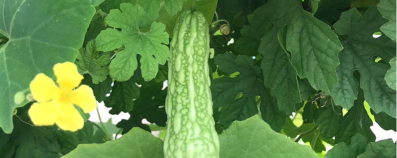露地苦瓜种植时间及技术要点 露地苦瓜种植时间及技术要点