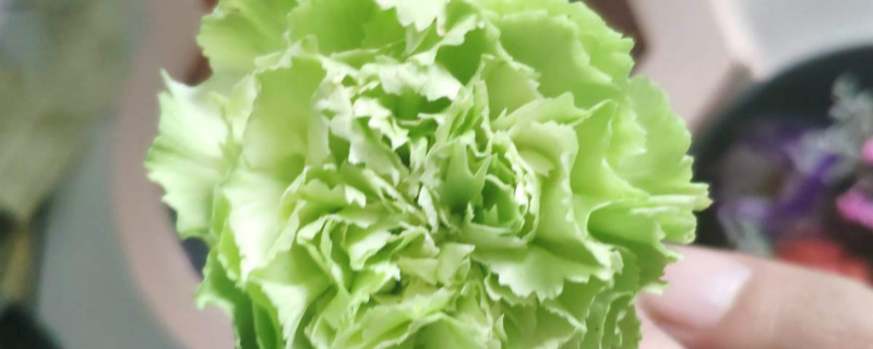 康乃馨不开花还东倒西歪的怎么办 康乃馨不开花还东倒西歪的怎么办