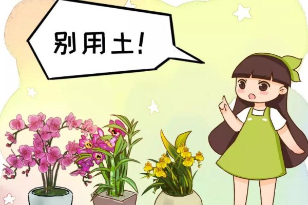 今年流行养盆它,开花似黄金,结的种子最值钱! 今年流行养盆它,开花似黄金,结的种子最值钱!