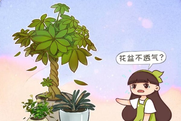 养花别用这种盆,养啥死啥,1棵都不剩! 养花别用这种盆,养啥死啥,1棵都不剩!